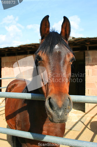 Image of Dark Brown Horse