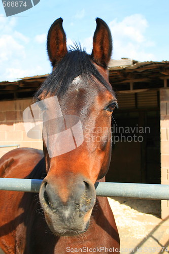 Image of Dark Brown Horse