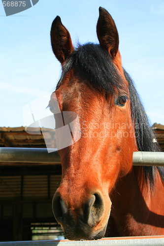 Image of Dark Brown Horse