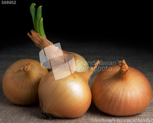 Image of Onion