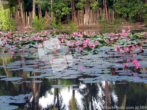 Image of Flower reflections