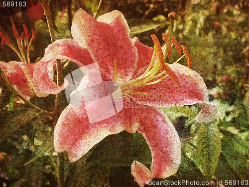 Image of Retro Lily