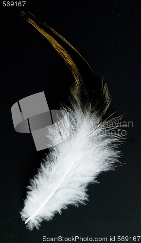 Image of feather