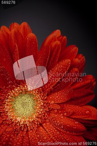 Image of red gerbera