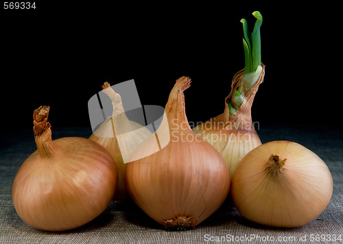 Image of Onion