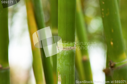 Image of Bamboo