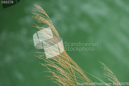 Image of Bulrush