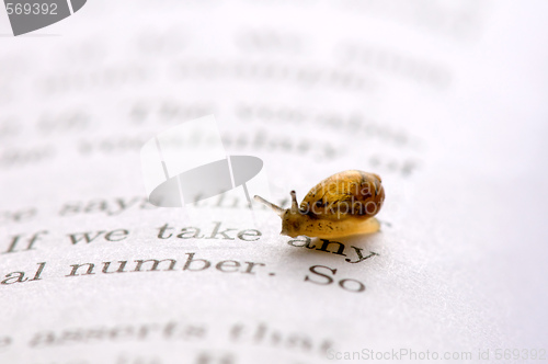 Image of Small snail