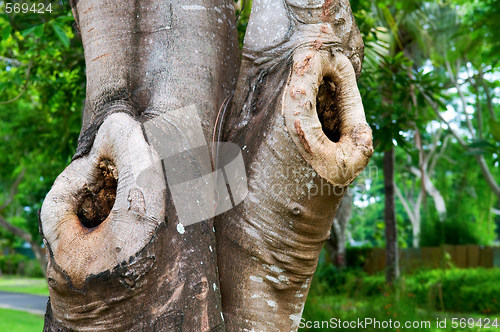 Image of Tree trunk