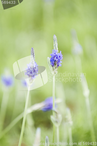 Image of Lavender