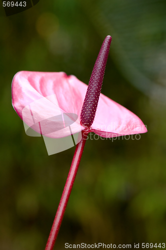 Image of Purple flamingo flower