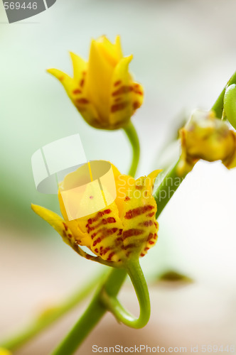 Image of Yellow orchid