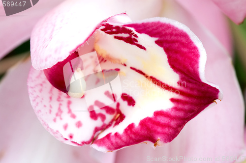 Image of Pink orchid