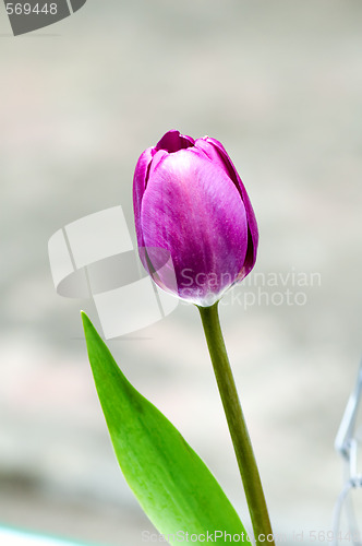 Image of Purple tulip