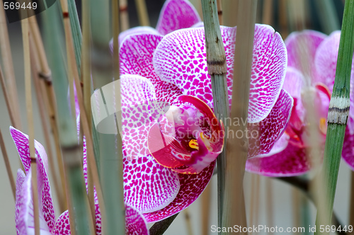 Image of Pink orchid