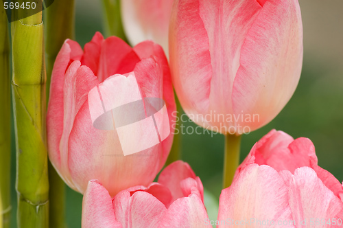 Image of Pink tulips