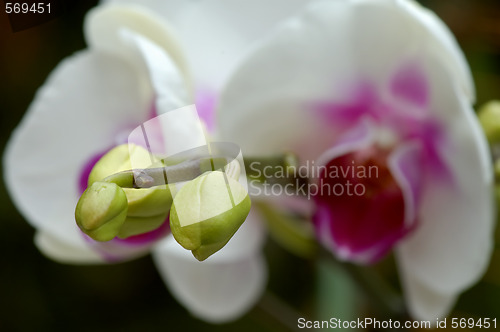 Image of White orchid