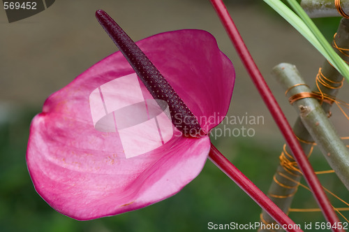 Image of Purple flamingo flower