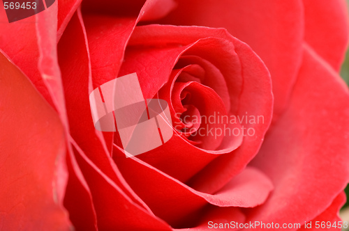 Image of Red rose