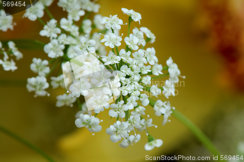 Image of White floret