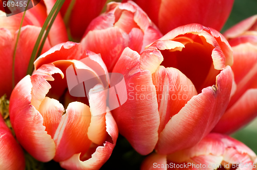 Image of Red tulips