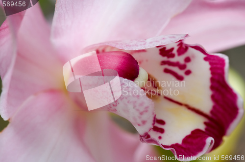 Image of Pink orchid