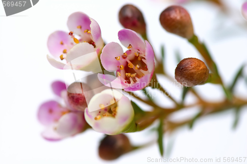 Image of Pink flowers