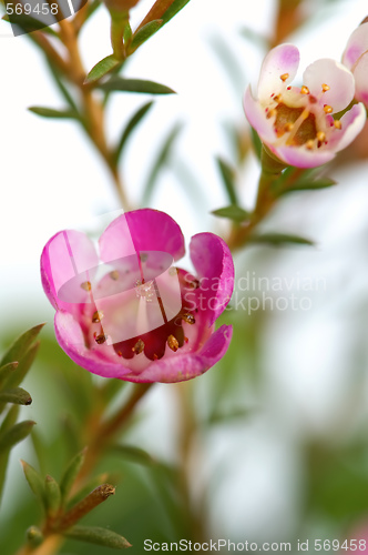 Image of Pink flowers
