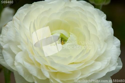 Image of White flower