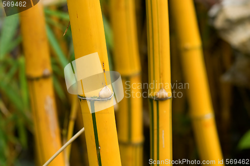 Image of Bamboo