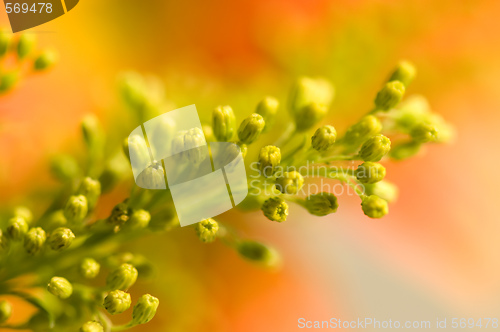 Image of Yellow floret