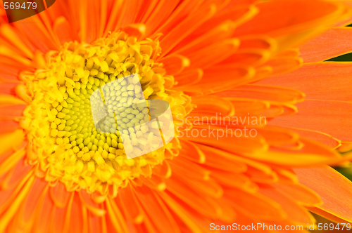 Image of Orange marguerite