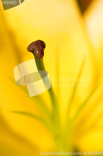Image of Stamen of yellow Lily