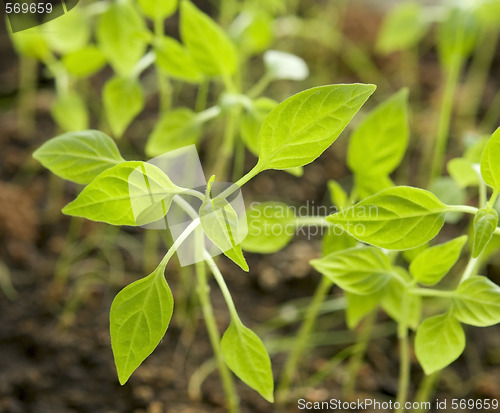 Image of plants