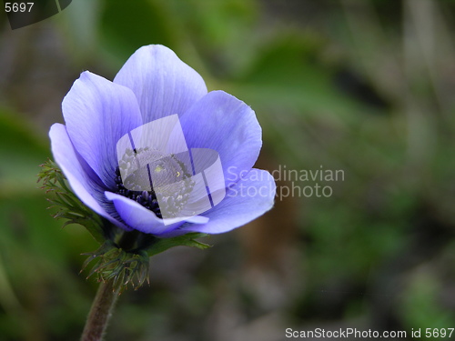 Image of Anemone