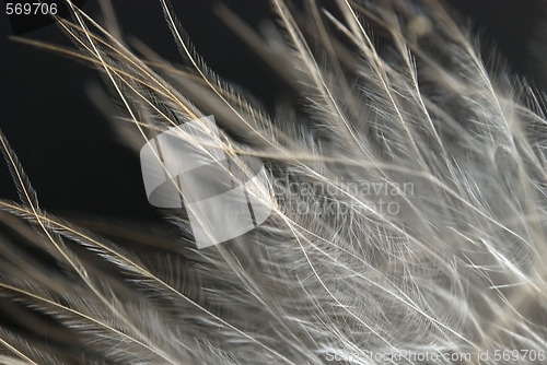 Image of feather