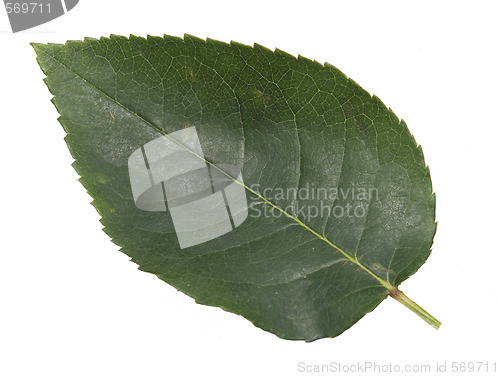 Image of rose leaf