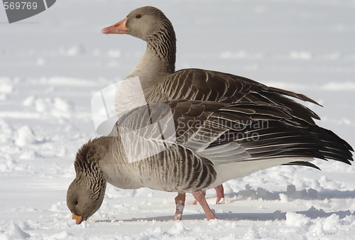 Image of Greylag Goose. 
