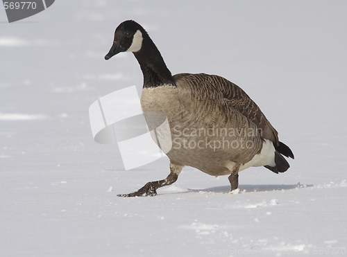 Image of Canadian Goose