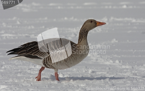 Image of Greylag Goose.