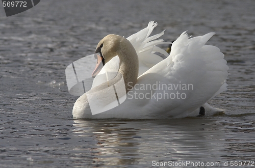 Image of Muted swan. 