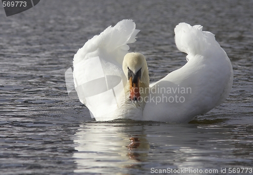 Image of Muted swan. 