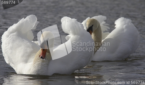 Image of Muted swan. 