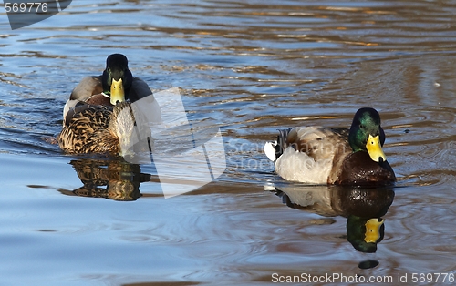 Image of Duck in the water