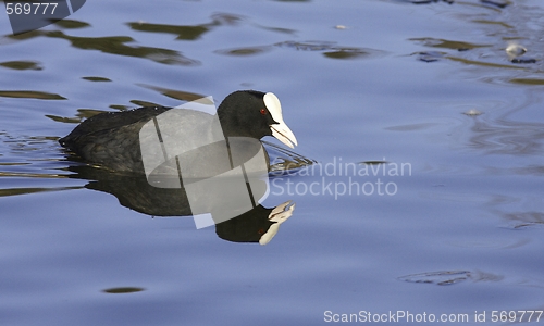 Image of Common Coot. 