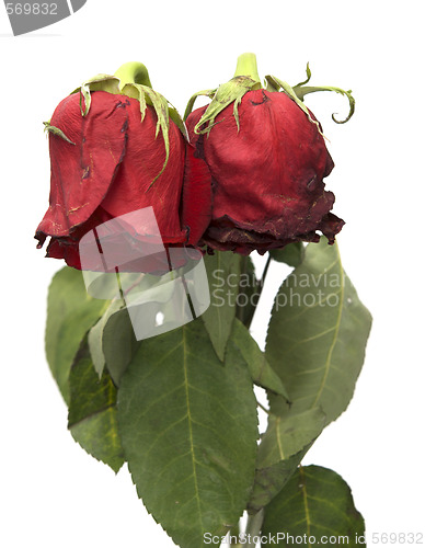 Image of two withered roses