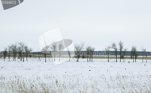 Image of trees in fog