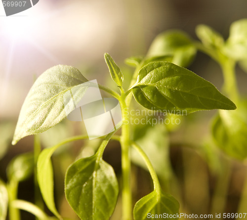 Image of green plant