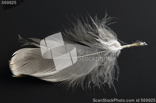 Image of feather