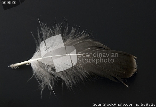 Image of feather